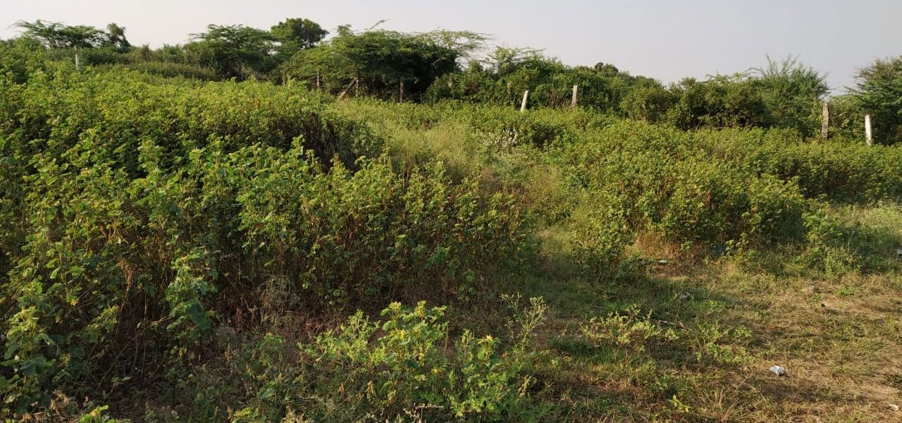 Janachaitanya-Sai-Jyothi-Mangalpally-Village-Ibrahimpatnam