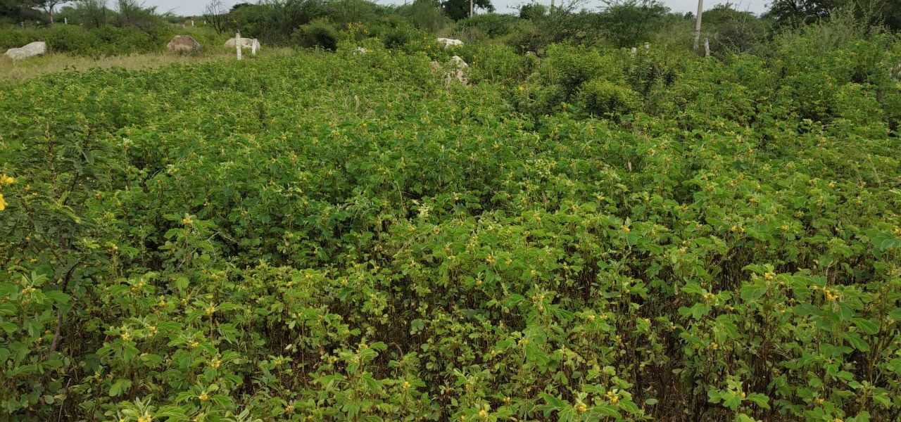 Janachaitanya Sai Vishnu Plots Buy/Sale Toroor Brahmanapally in Rangareddy Hyderabad